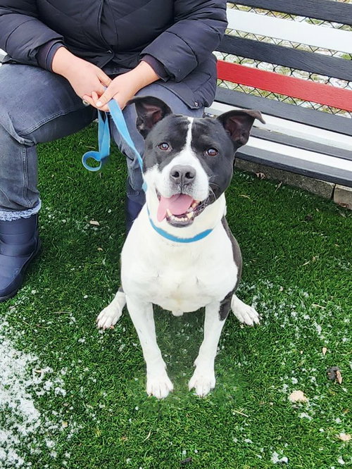 picture of the dog needing adoption