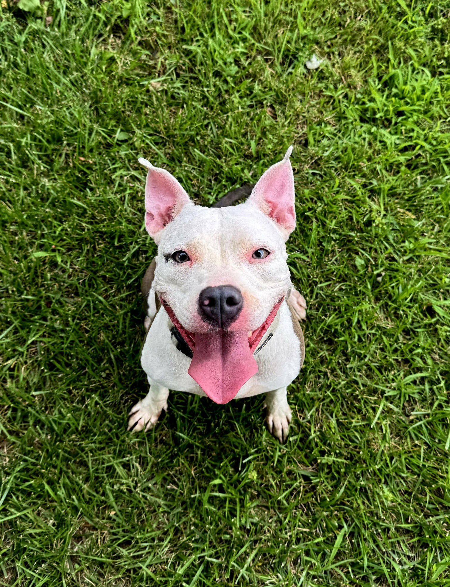adoptable Dog in Perth Amboy, NJ named Eureka