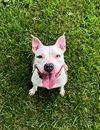 adoptable Dog in  named Eureka