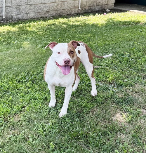 picture of the dog needing adoption