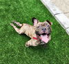 adoptable Dog in perth amboy, NJ named Scooter - Special Needs