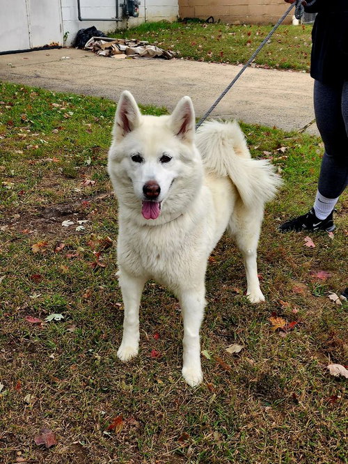 picture of the dog needing adoption