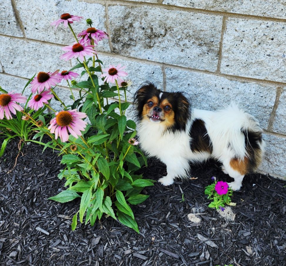 adoptable Dog in Perth Amboy, NJ named Loki