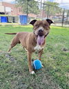 adoptable Dog in  named Dougie