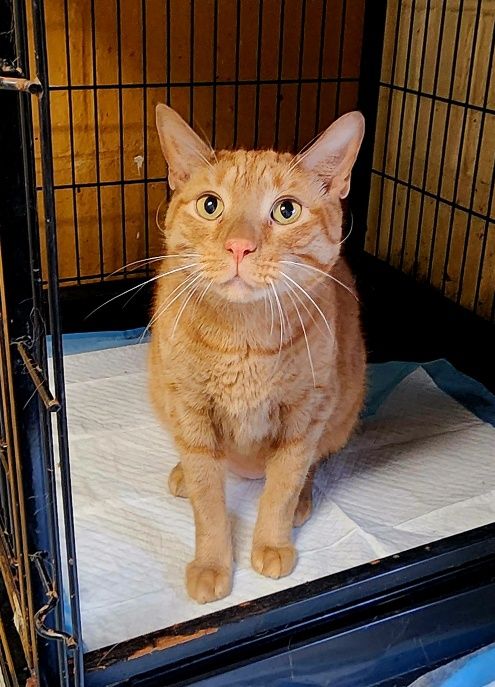 adoptable Cat in Perth Amboy, NJ named Mechu