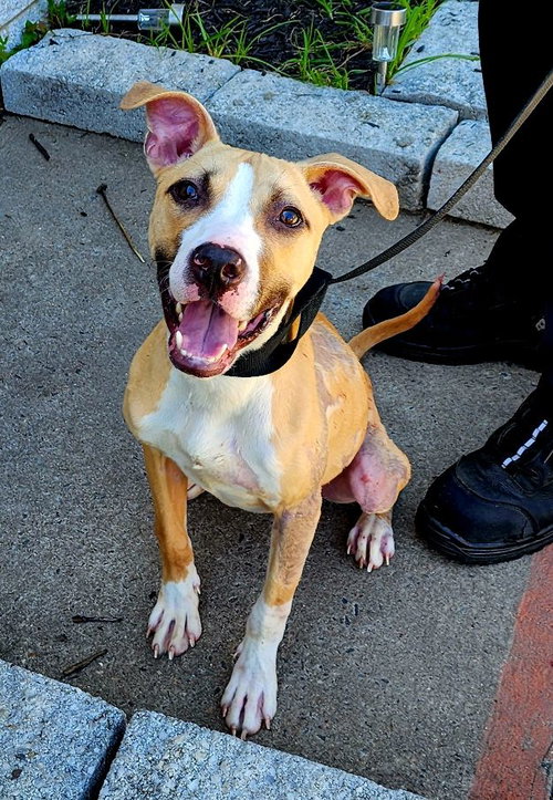 picture of the dog needing adoption