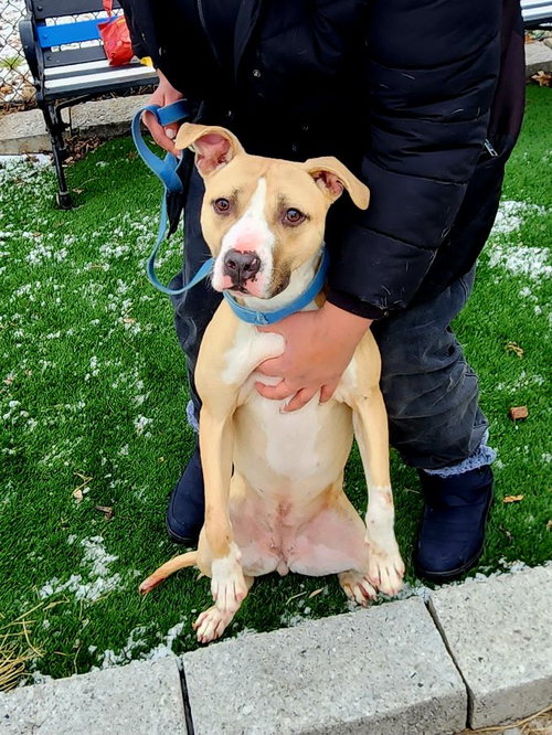 ELLA - American Bulldog available for adoption