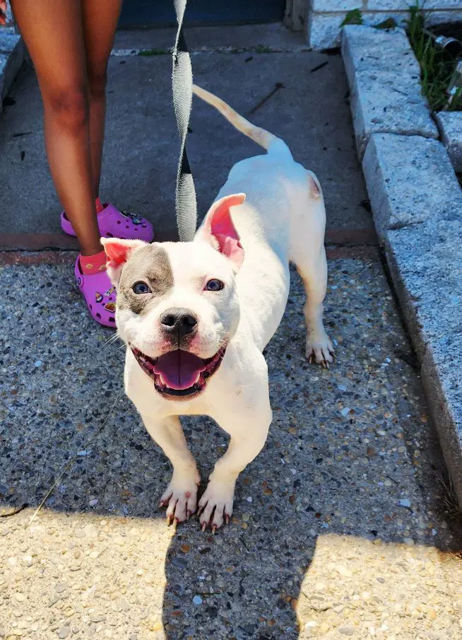 Chaz - American Staffordshire Terrier