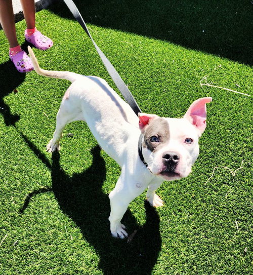 CHAZ - American Staffordshire Terrier available for adoption
