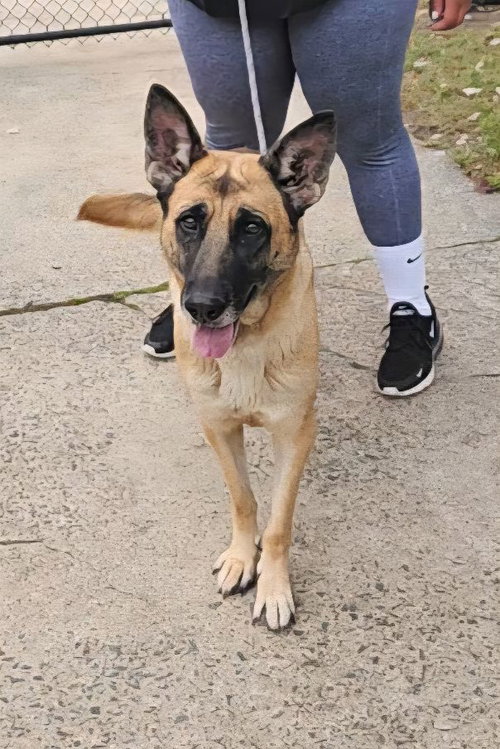 picture of the dog needing adoption