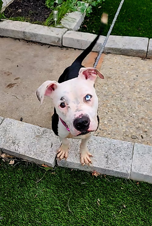picture of the dog needing adoption