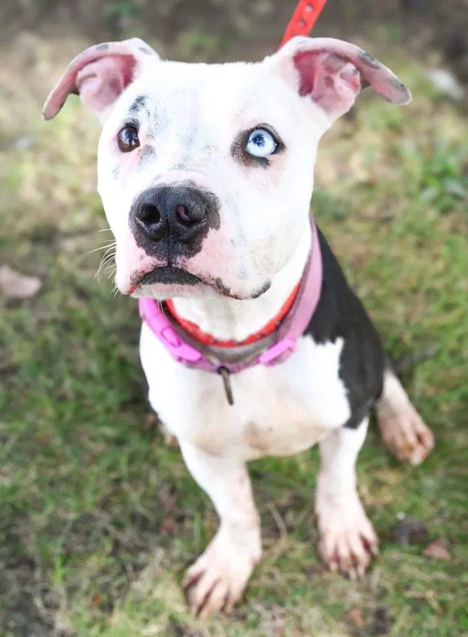Diamond - American Pit Bull Terrier