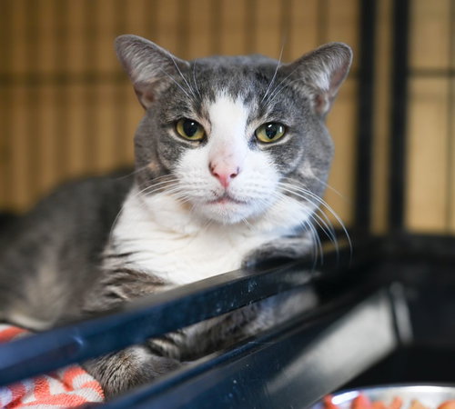 MURPHY - Tabby available for adoption