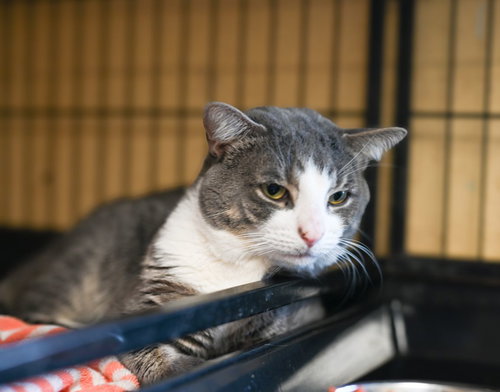 MURPHY - Tabby available for adoption