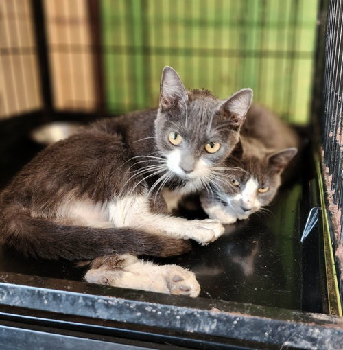 SHIRLEY - Domestic Short Hair available for adoption