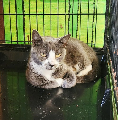 SHIRLEY - Domestic Short Hair available for adoption