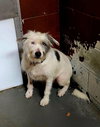 Loki - Photo 1