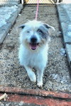 Loki - Photo 2