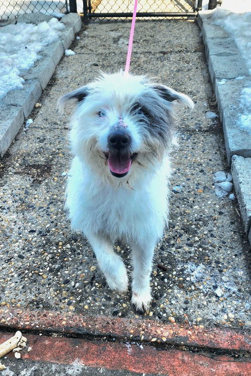 LOKI - Terrier available for adoption