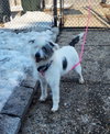 Loki - Photo 4