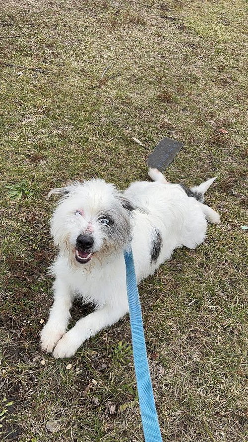 picture of the dog needing adoption