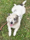 Loki - Photo 1