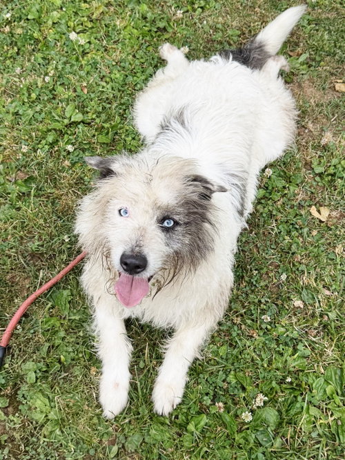 LOKI - Terrier for adoption in Edison