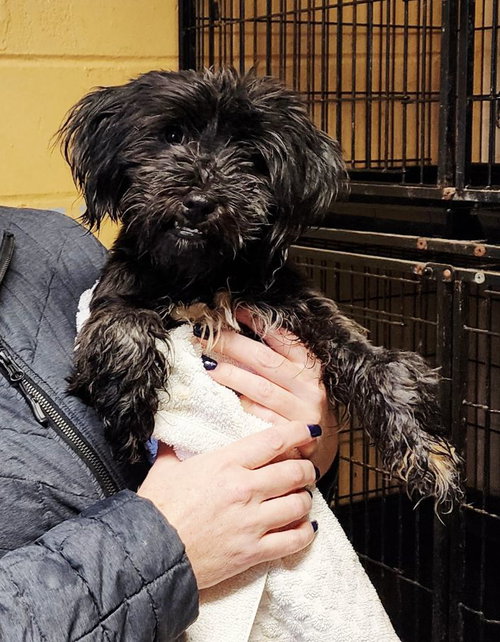 picture of the dog needing adoption