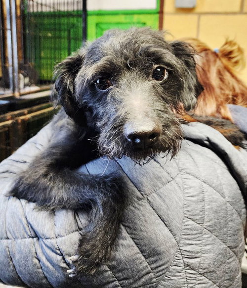 picture of the dog needing adoption