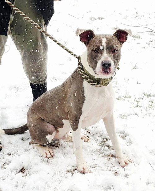 picture of the dog needing adoption