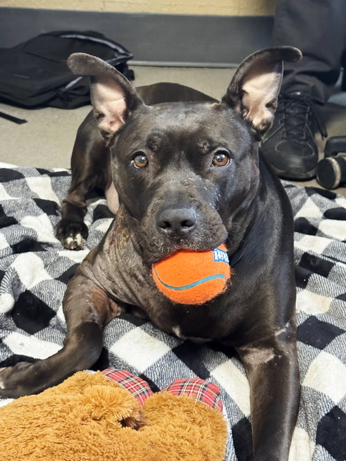 picture of the dog needing adoption