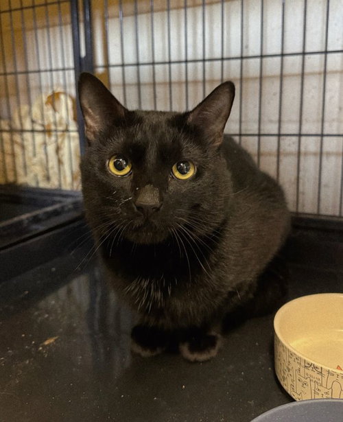 Kismet, an adoptable Domestic Short Hair in Perth Amboy, NJ