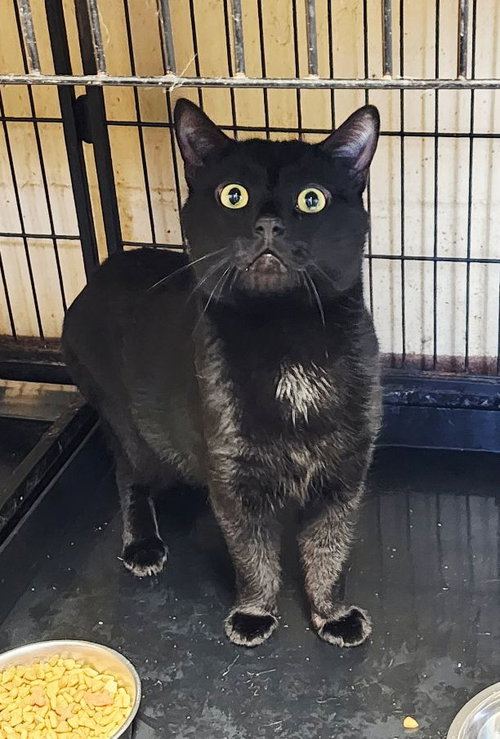 Kismet, Adult Domestic Short Hair (short coat), cat for adoption in New Brunswick, New Jersey