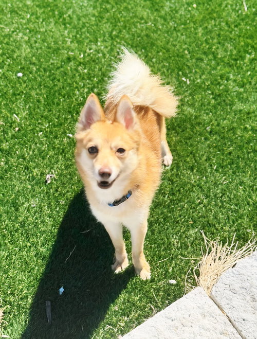 Draco, an adoptable Pomeranian in Perth Amboy, NJ