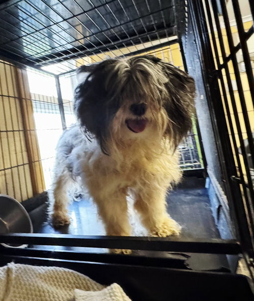 Gussie, an adoptable Shih Tzu in Perth Amboy, NJ