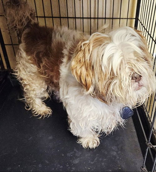 Walter, an adoptable Shih Tzu in Perth Amboy, NJ