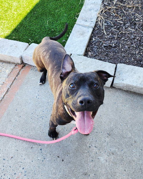 Tango, an adoptable American Staffordshire Terrier in Perth Amboy, NJ