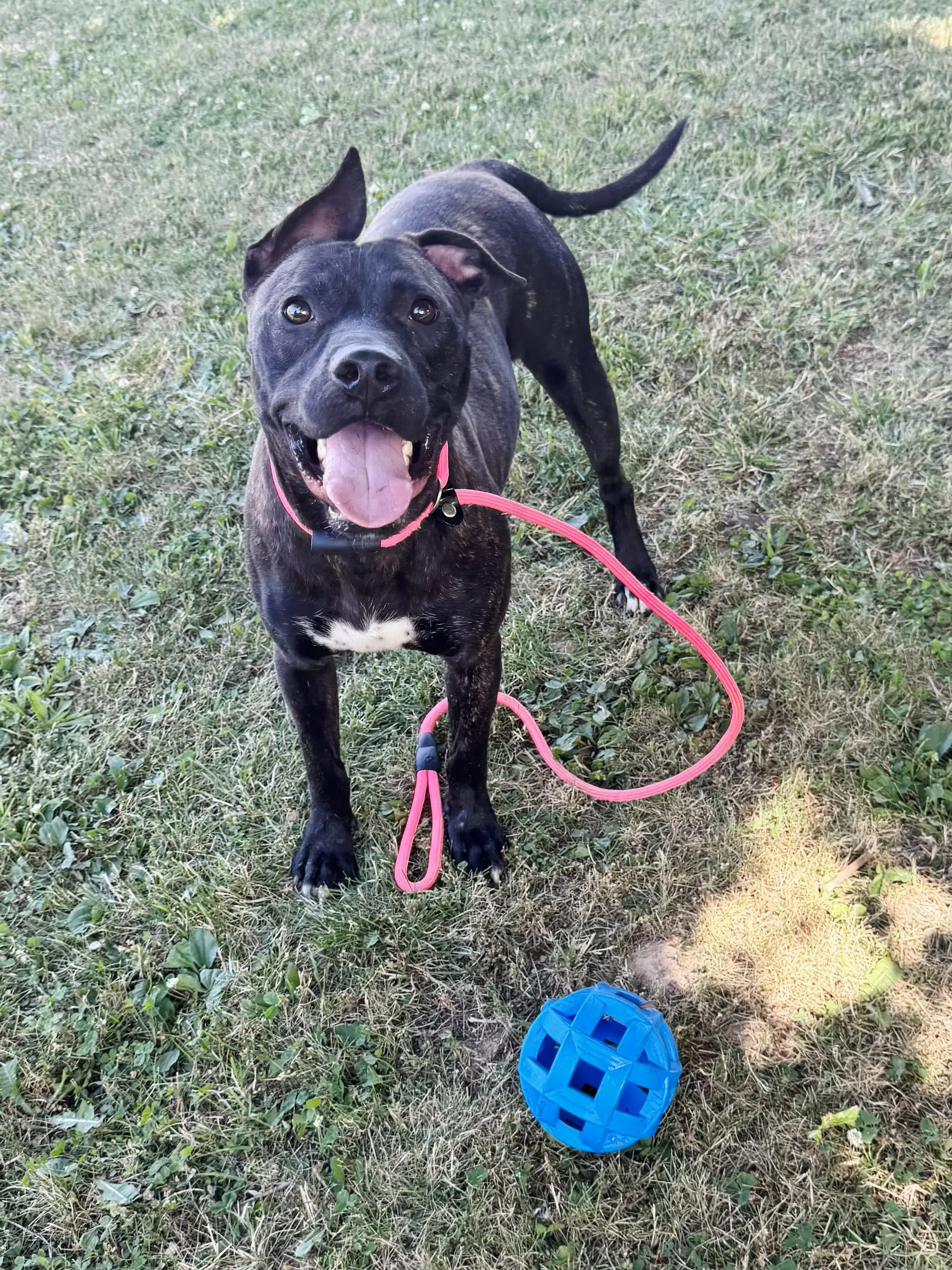 Tango - American Staffordshire Terrier