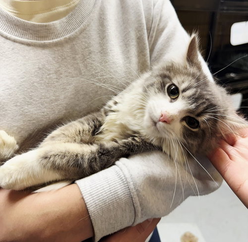 Eleanor, Young Domestic Medium Hair / Mixed (medium coat), cat for adoption in Clifton, New Jersey