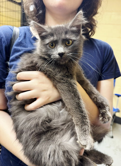 Jeanette, Young Domestic Medium Hair / Mixed (medium coat), cat for adoption in Clifton, New Jersey