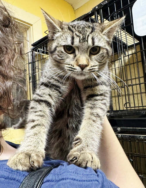 Brittany, Young Tabby / Mixed (short coat), cat for adoption in Clifton, New Jersey