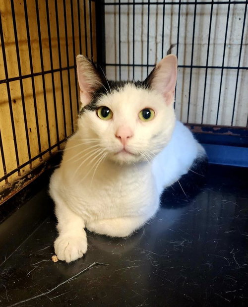 Panda, Young Domestic Short Hair (short coat), cat for adoption in New Rochelle, New York