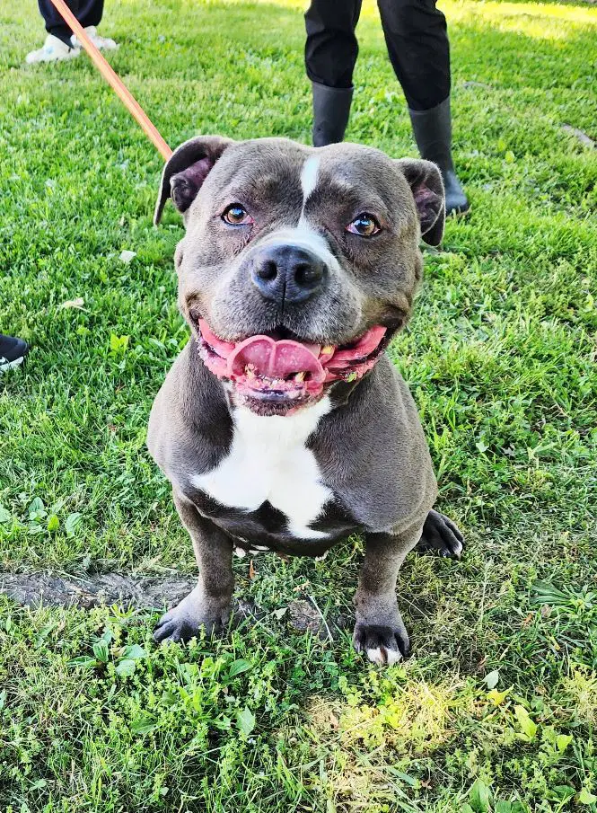 Violet - American Staffordshire Terrier