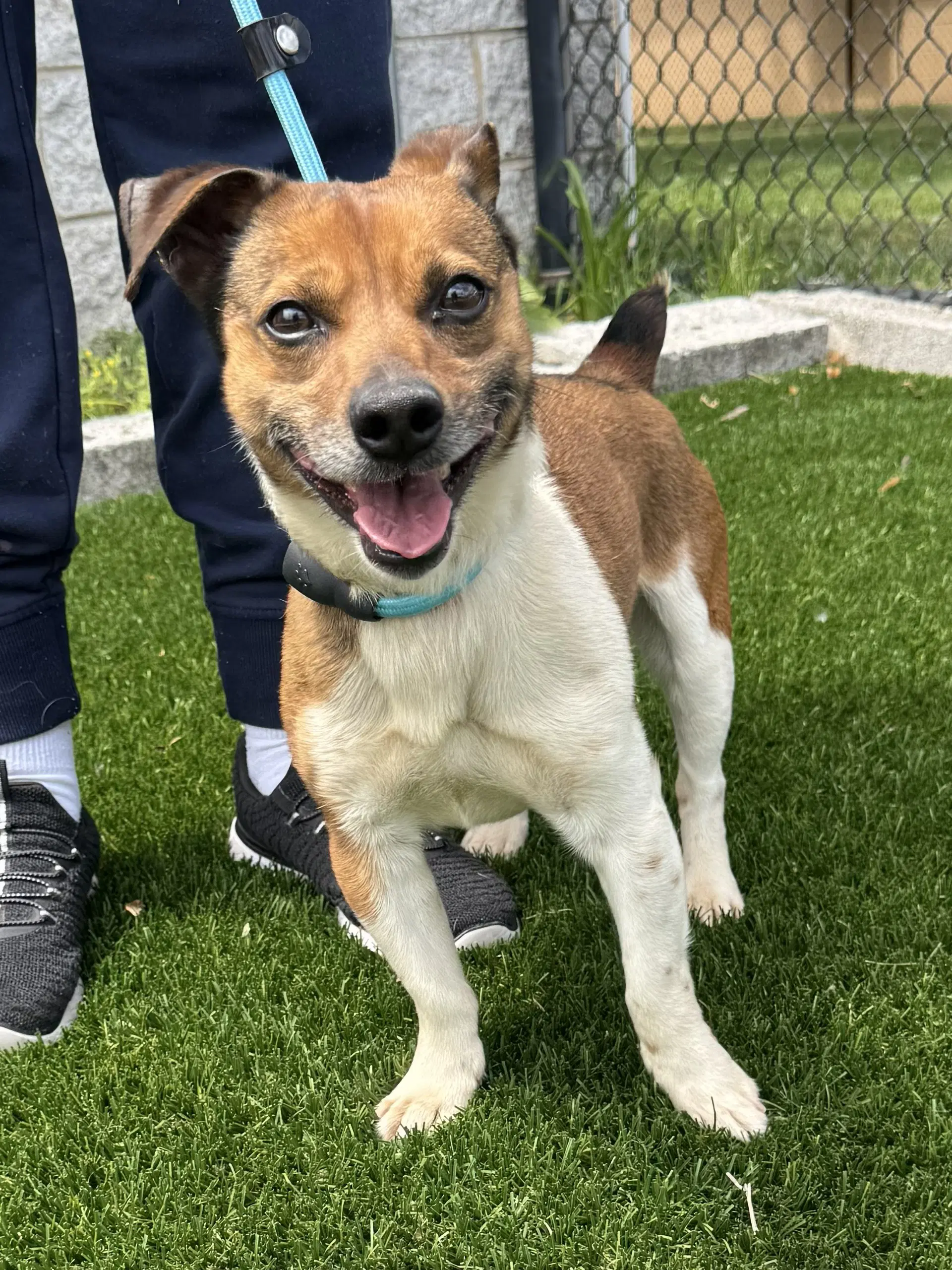 Russell - Jack Russell Terrier