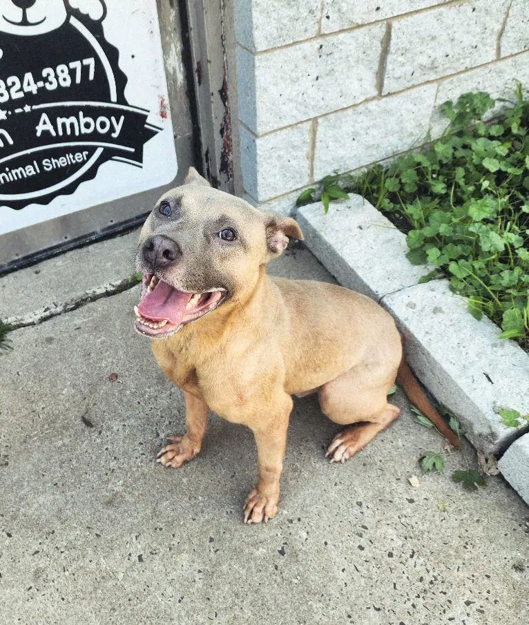 Waldo - American Staffordshire Terrier