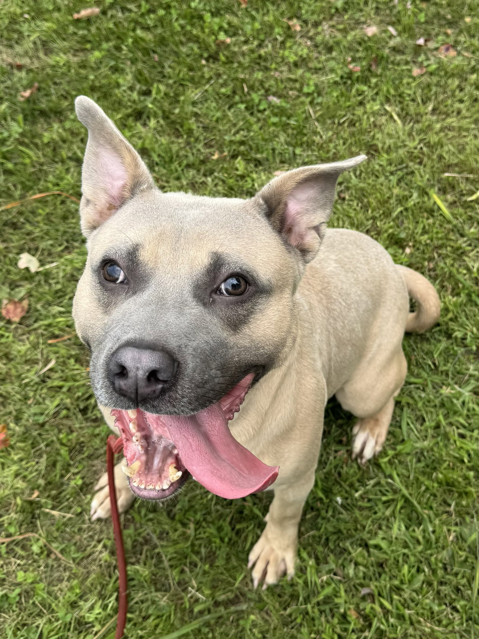 Waldo, American Staffordshire Terrier