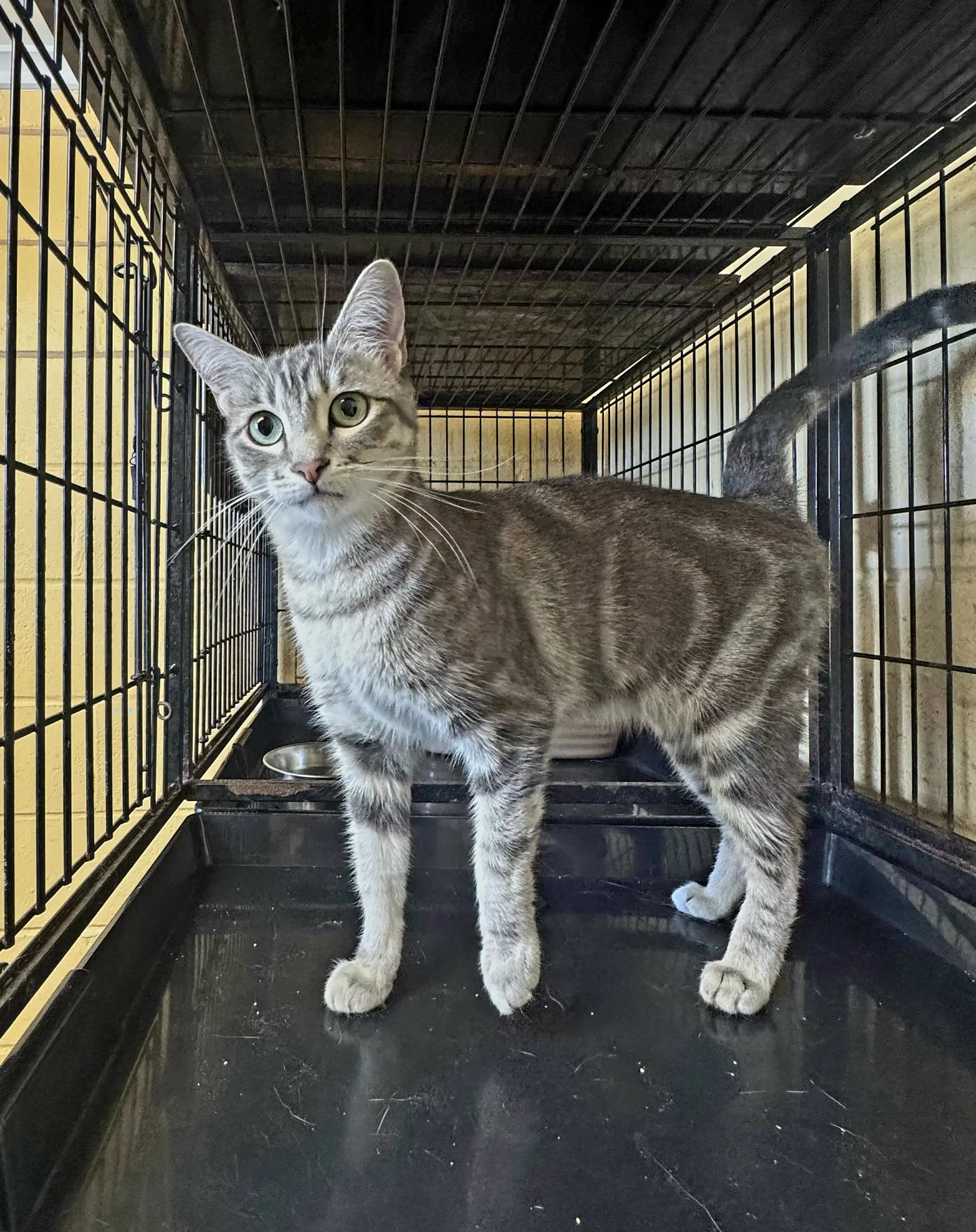 Laya - Tabby