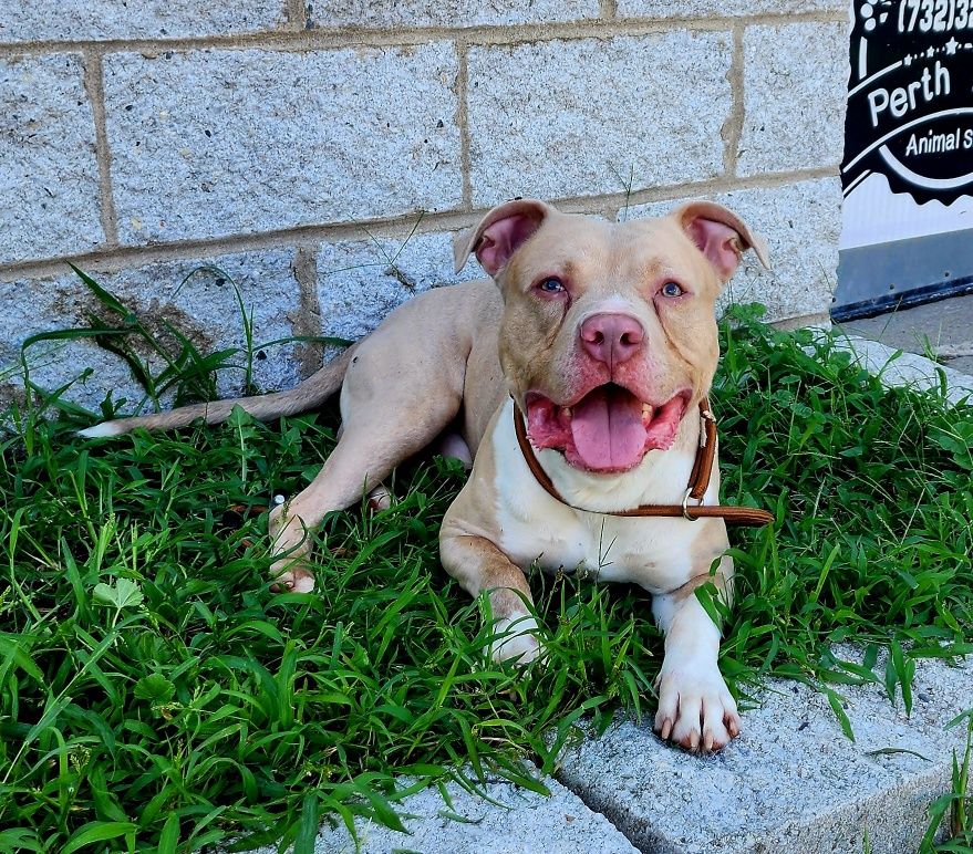 Enzo
