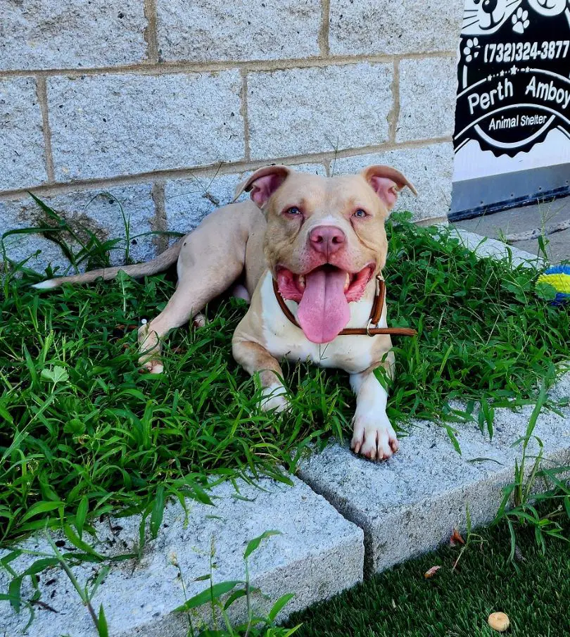 Enzo image 2