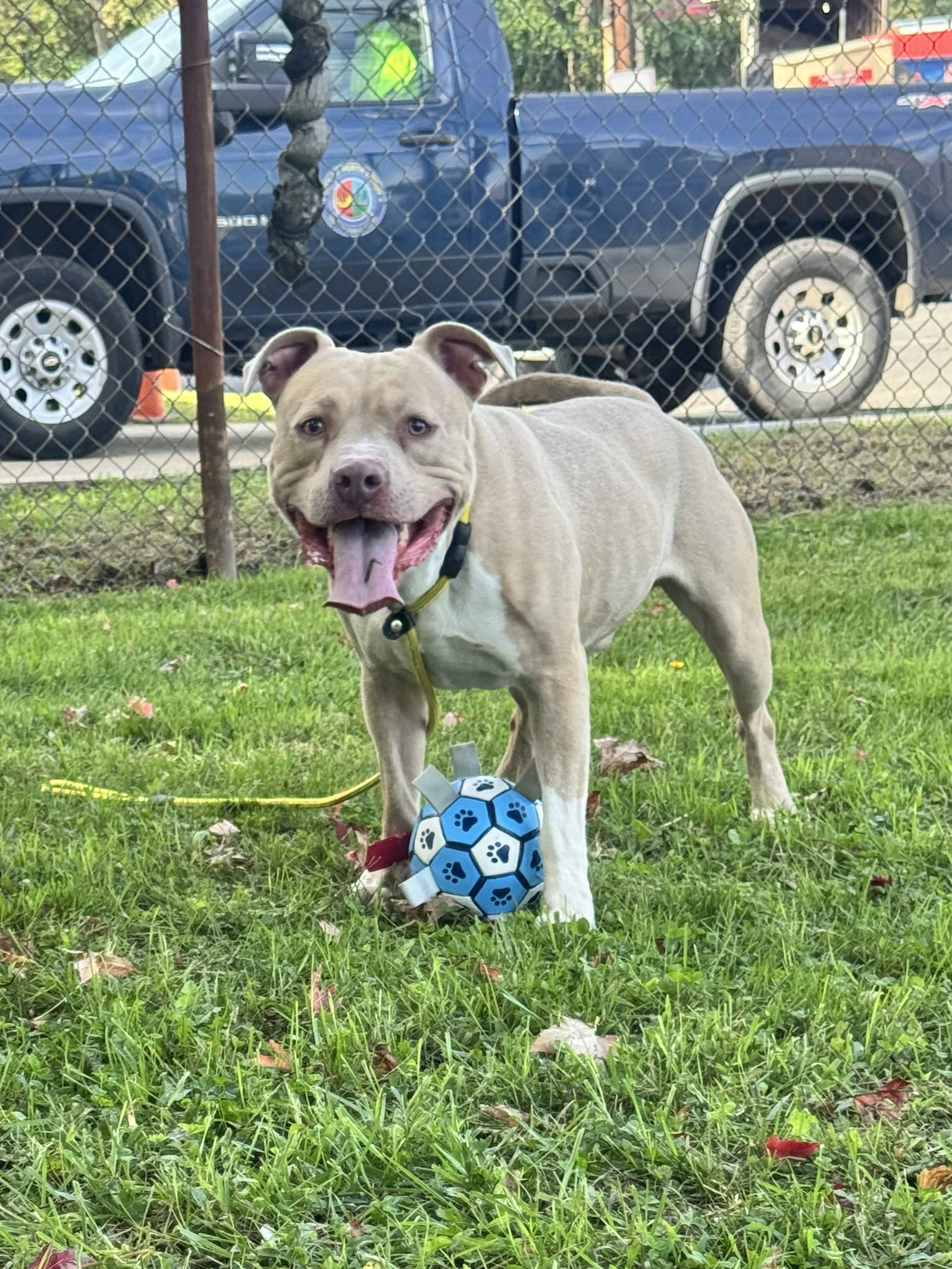 Enzo, photo 4